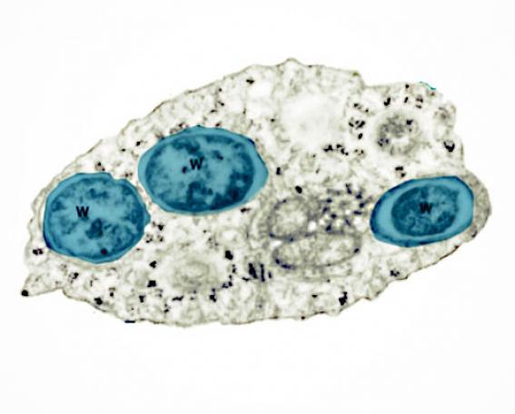Wolbachia - solid