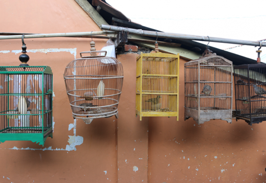 Bird cages hanging in the streets of Yogyakarta City