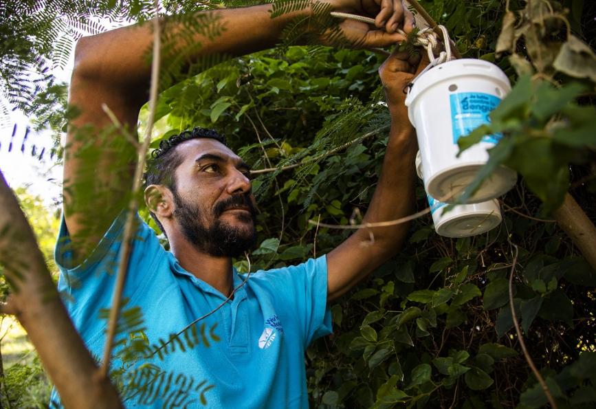 A World Mosquito Program staff member hangs a mosquito release container in a tree in New Caledonia