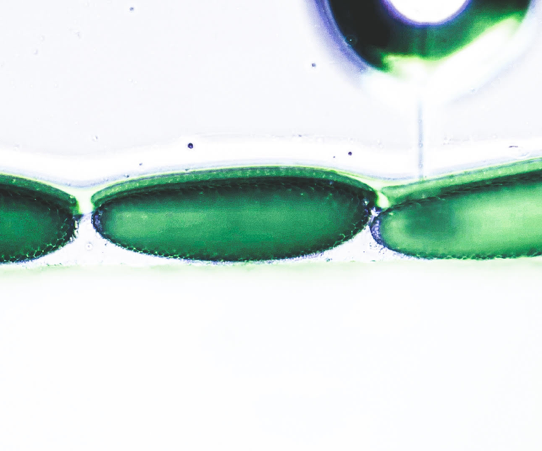Connor McMeniman logra transferir la <i>Wolbachia</i> a los mosquitos <i>Aedes agypti</i> Connor McMeniman logra transferir la <i>Wolbachia</i> a los mosquitos <i>Aedes agypti</i>