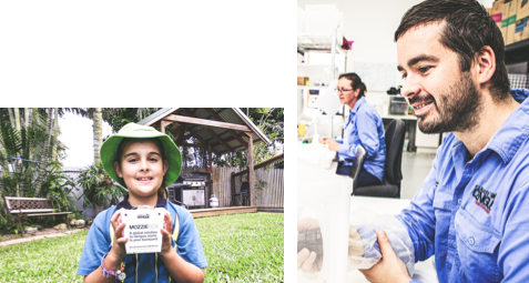 We release the first <i>Wolbachia</i> mosquitoes in the Cairns region We release the first <i>Wolbachia</i> mosquitoes in the Cairns region